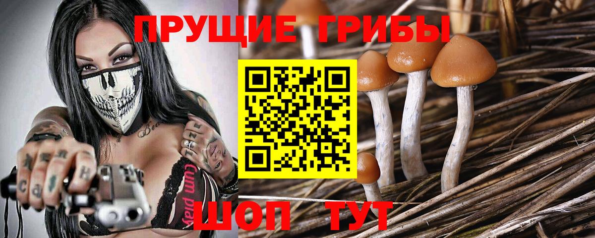 Псилоцибиновые грибы мицелий Торжок